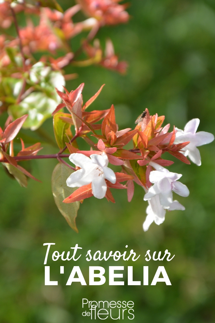 Abélia: plantar, cultivar, podar