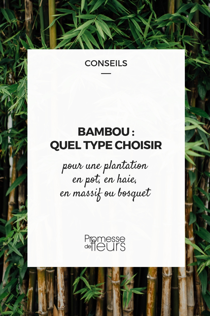 bambu de sebe: que tipo escolher?