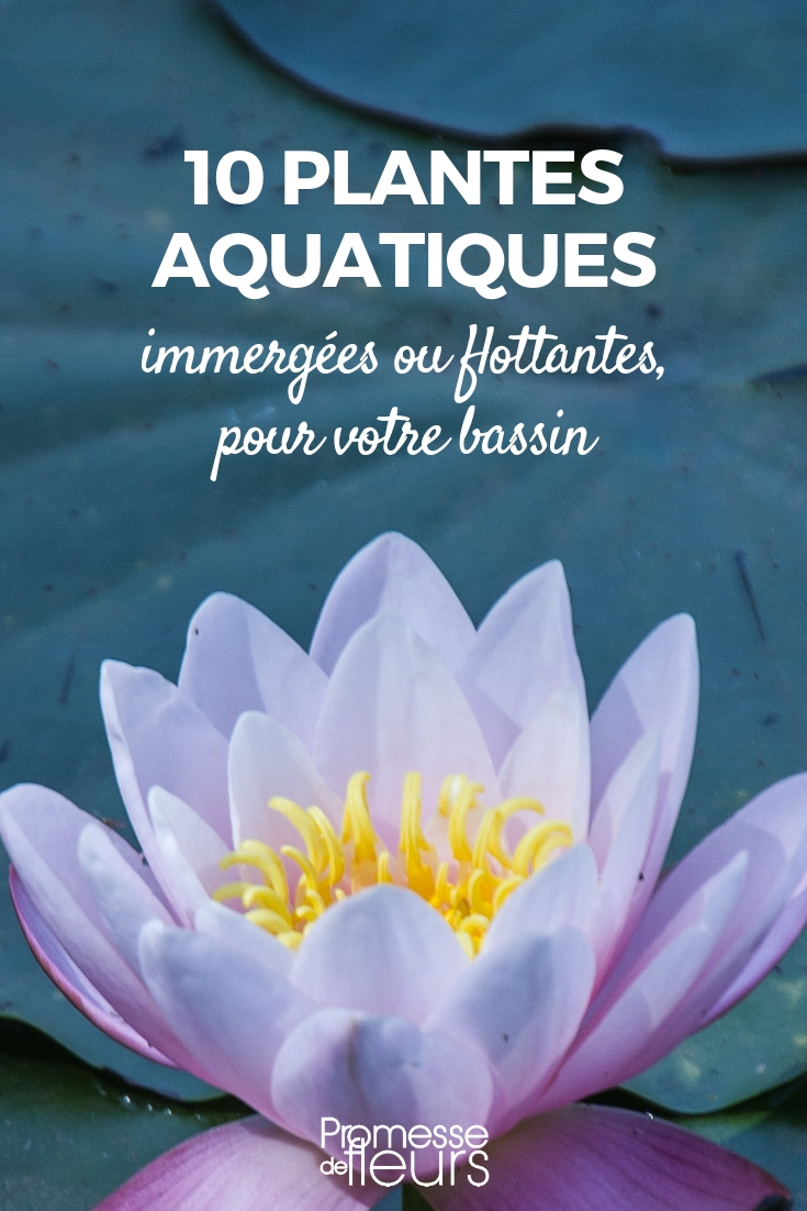Plantas para lago: 10 plantas aquáticas flutuantes