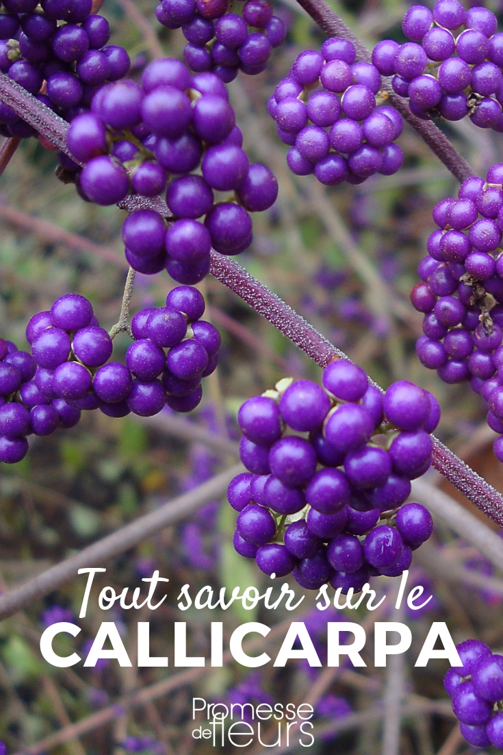 Callicarpa, baga-da-beleza: plantação, poda, manutenção