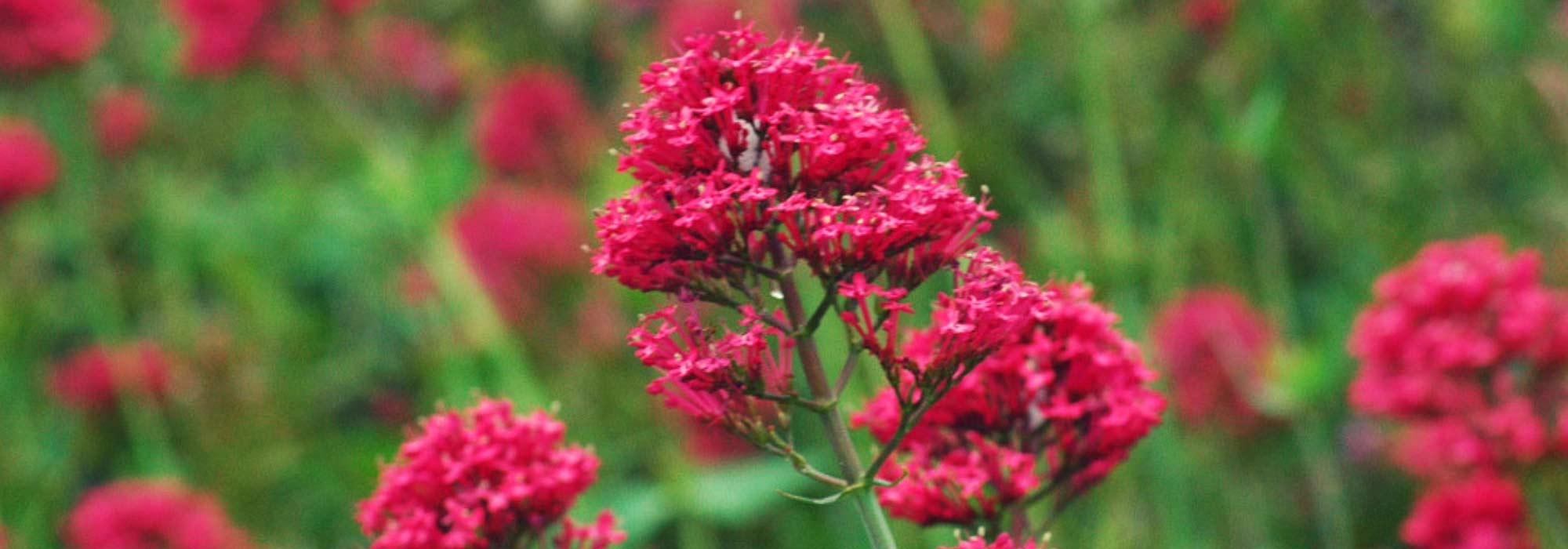 Alfinetes: sementeira, plantação e manutenção