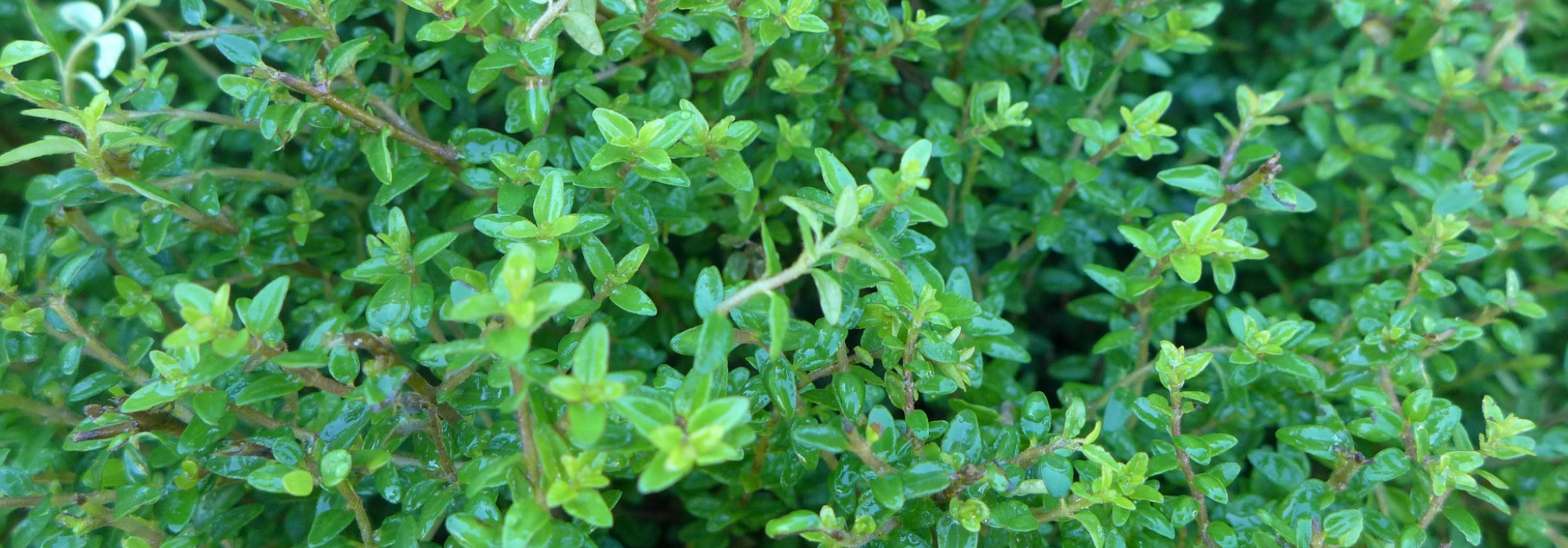 Madressilvas arbustivas, Lonicera: plantar, podar e cuidar
