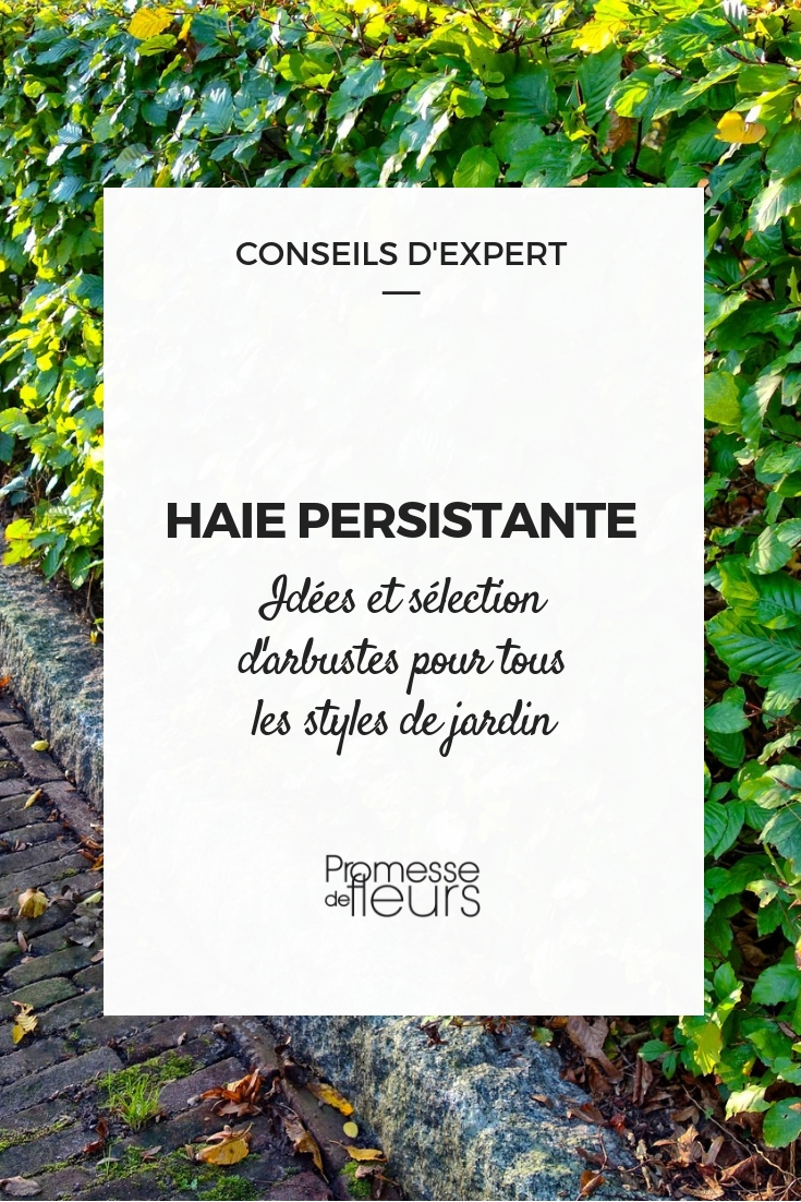 arbustos de sebe de folhagem persistente