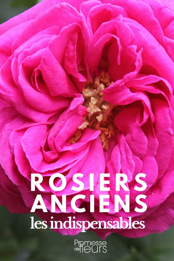 roseiras antigas: as melhores variedades