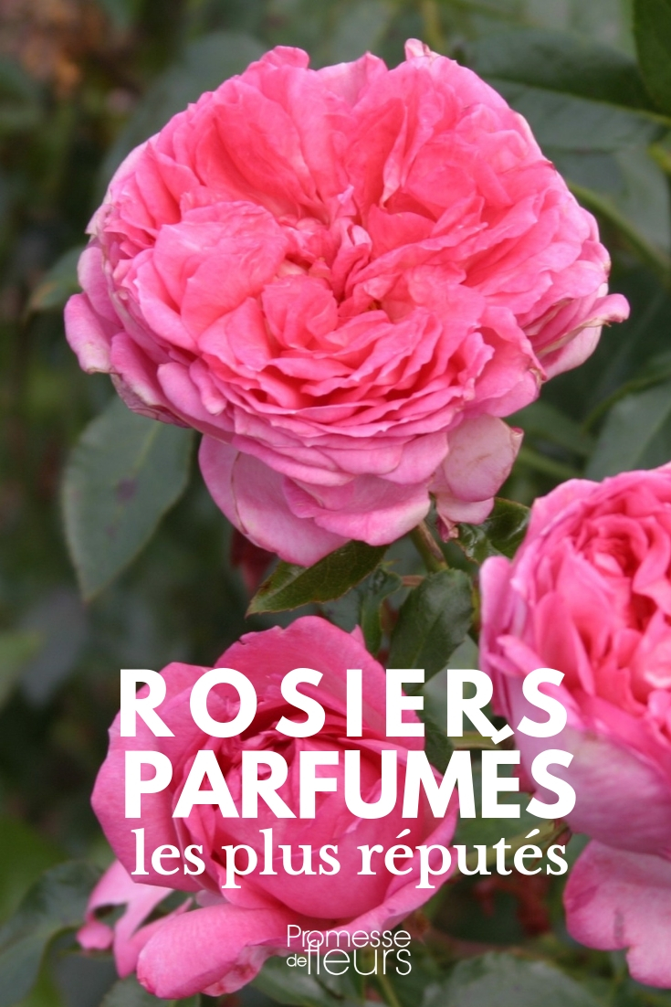 roseiras perfumadas: as variedades mais reputadas