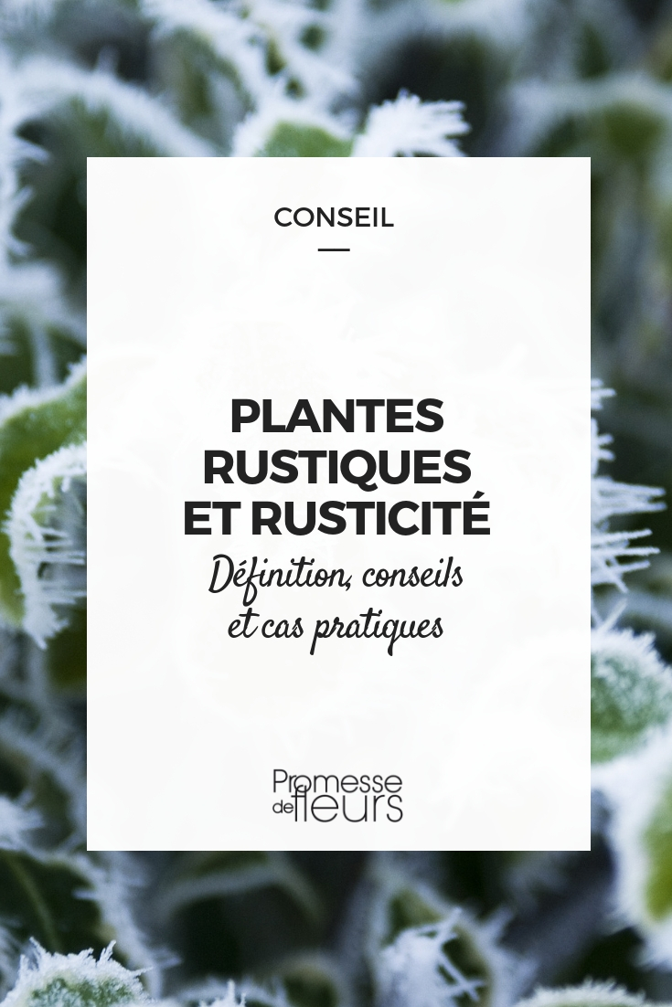 Planta rústica e rusticidade: definição, conselho