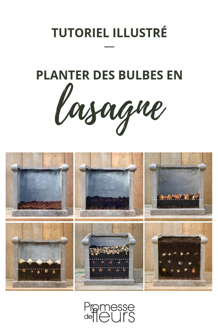 plantar bolbos em vaso: a técnica da lasanha