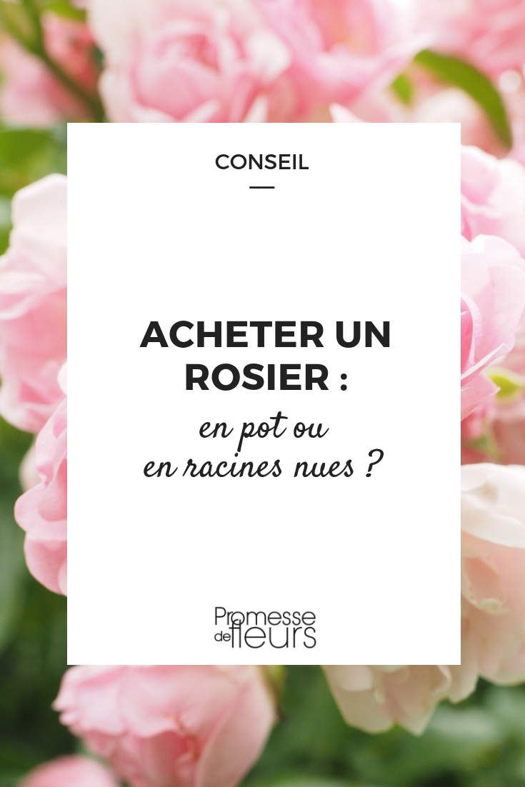 Roseiras: vaso ou raízes nuas: o que escolher?