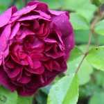 Roseiras antigas arbustivas: os indispensáveis