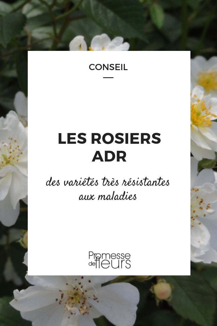 roseira rótulo ADR