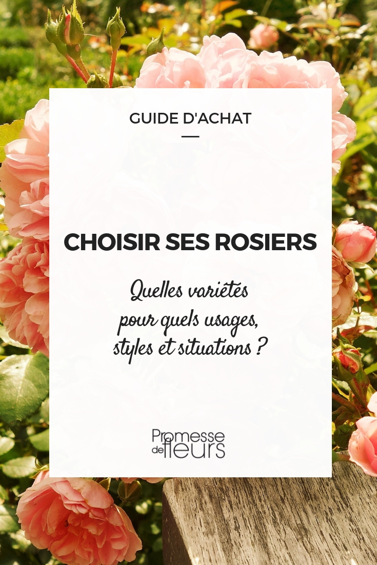 Escolher uma roseira - os nossos conselhos