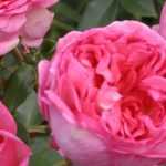 Roseiras: as mais perfumadas