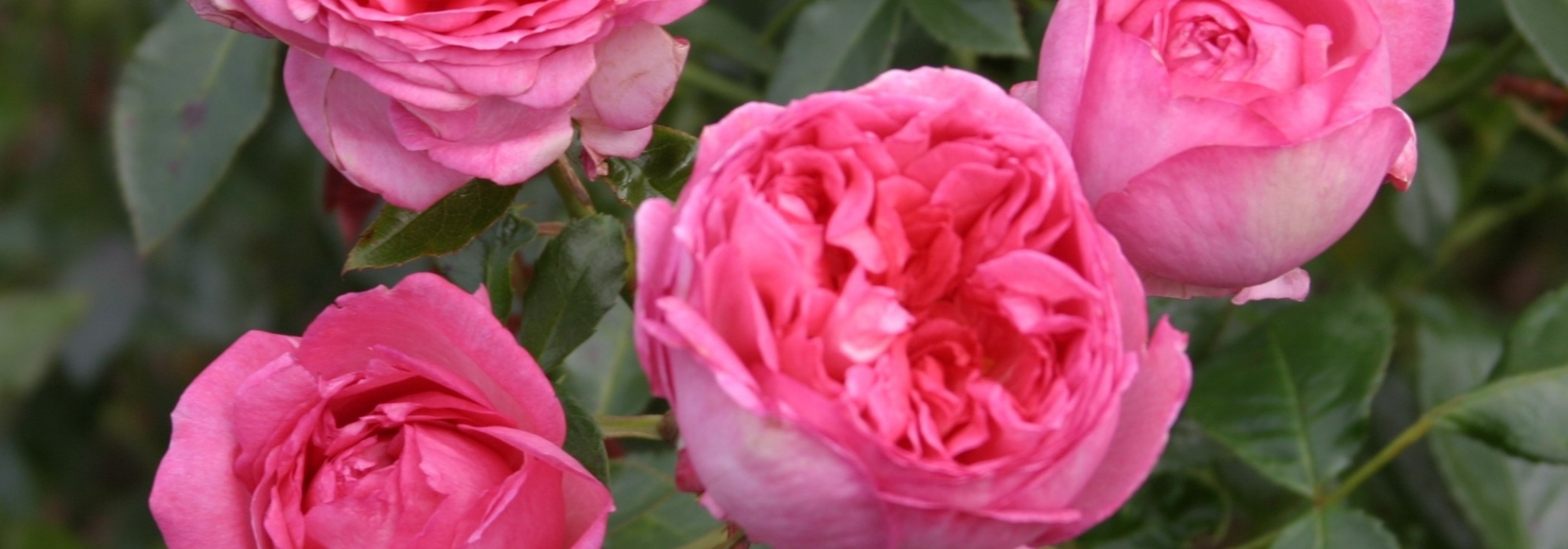 Roseiras: as mais perfumadas