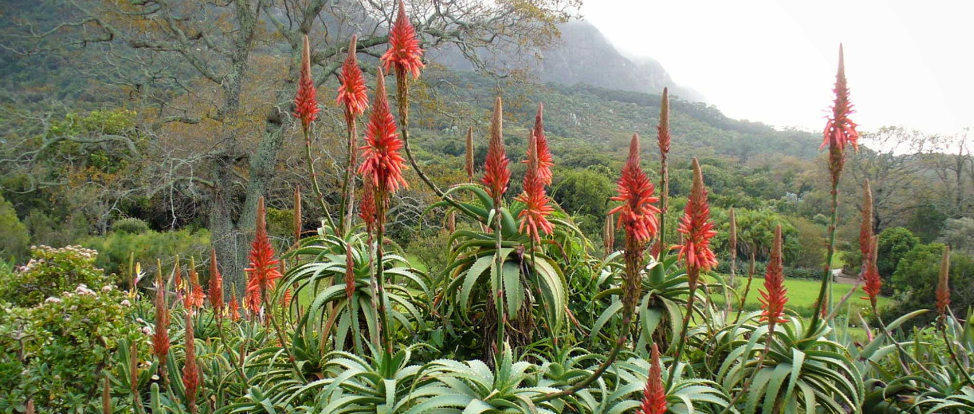 Aloé : plantar, cultivar e cuidar