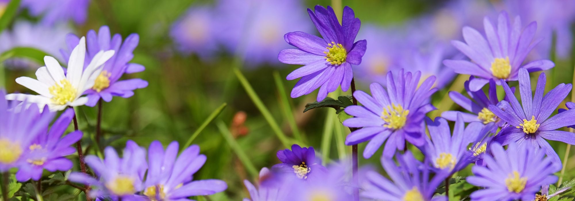 Anémonas de primavera: plantação, cultivo, manutenção e utilização