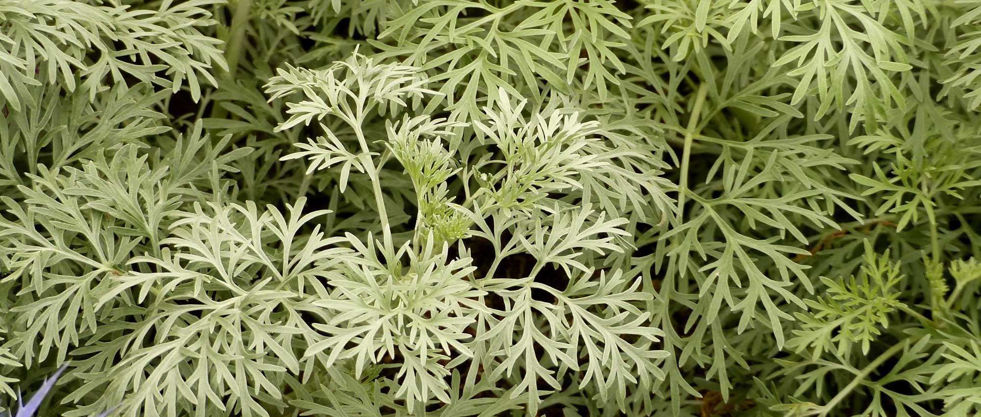 Artemísia : plantação, poda e manutenção