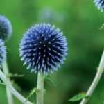 Cardo-esférico: plantar, cultivar e cuidar