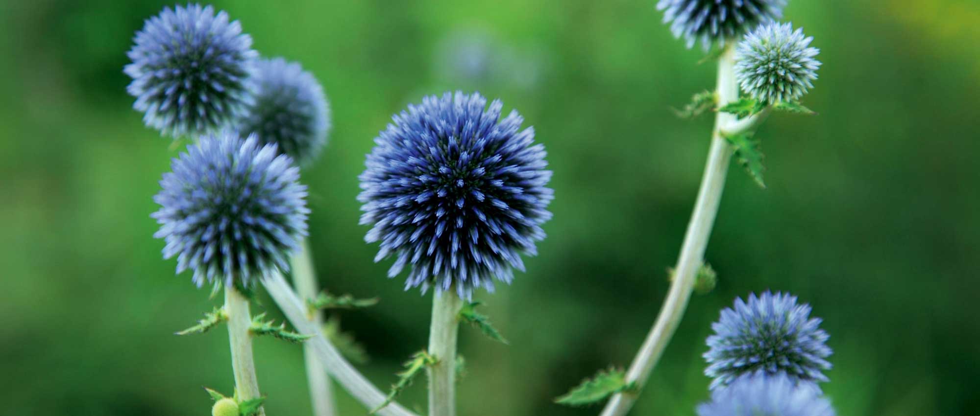 Cardo-esférico: plantar, cultivar e cuidar