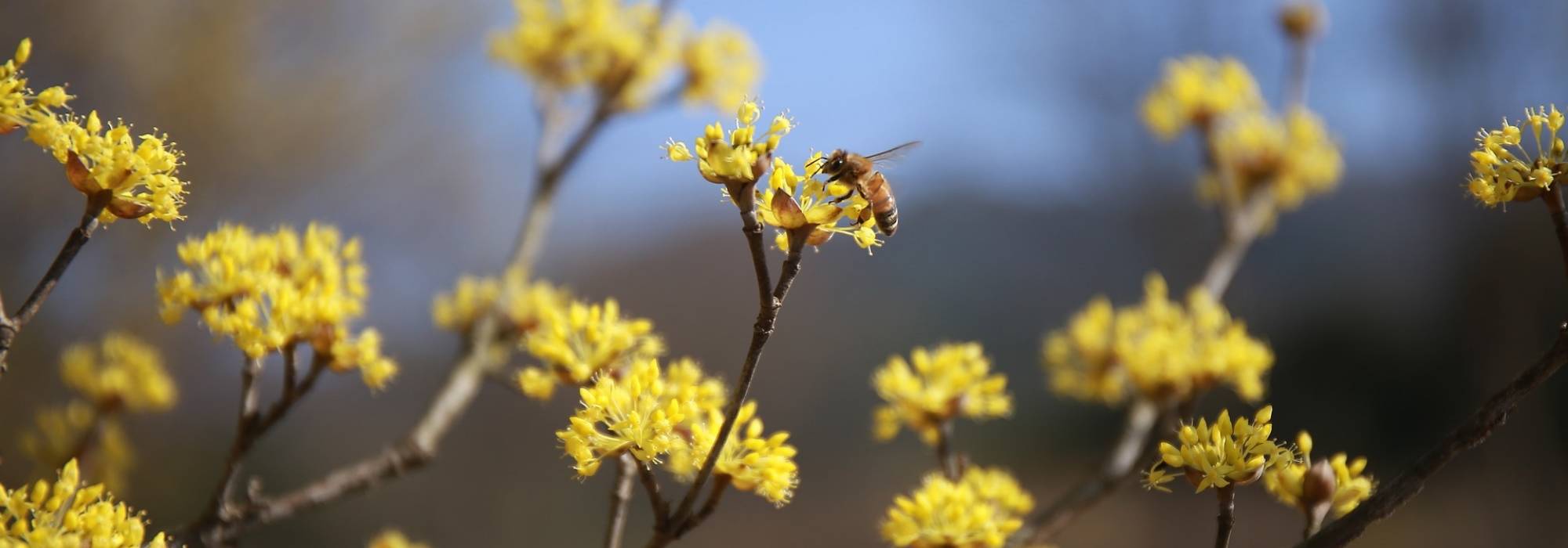 Uma sebe natural para reforçar a biodiversidade
