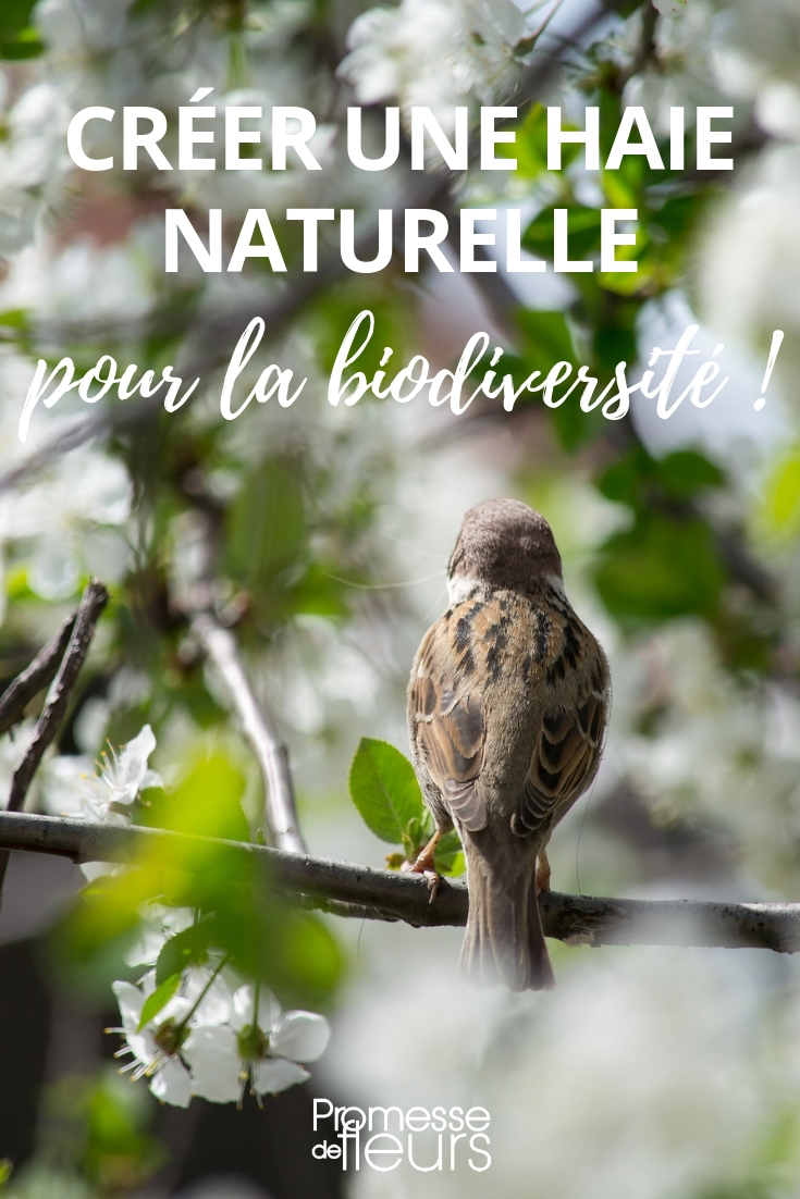 Criar uma sebe natural ecológica