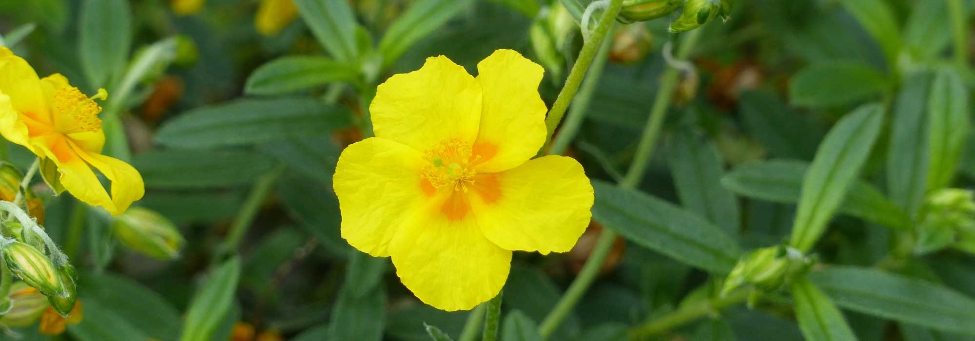 Heliântemo: plantação, conselhos de cultivo