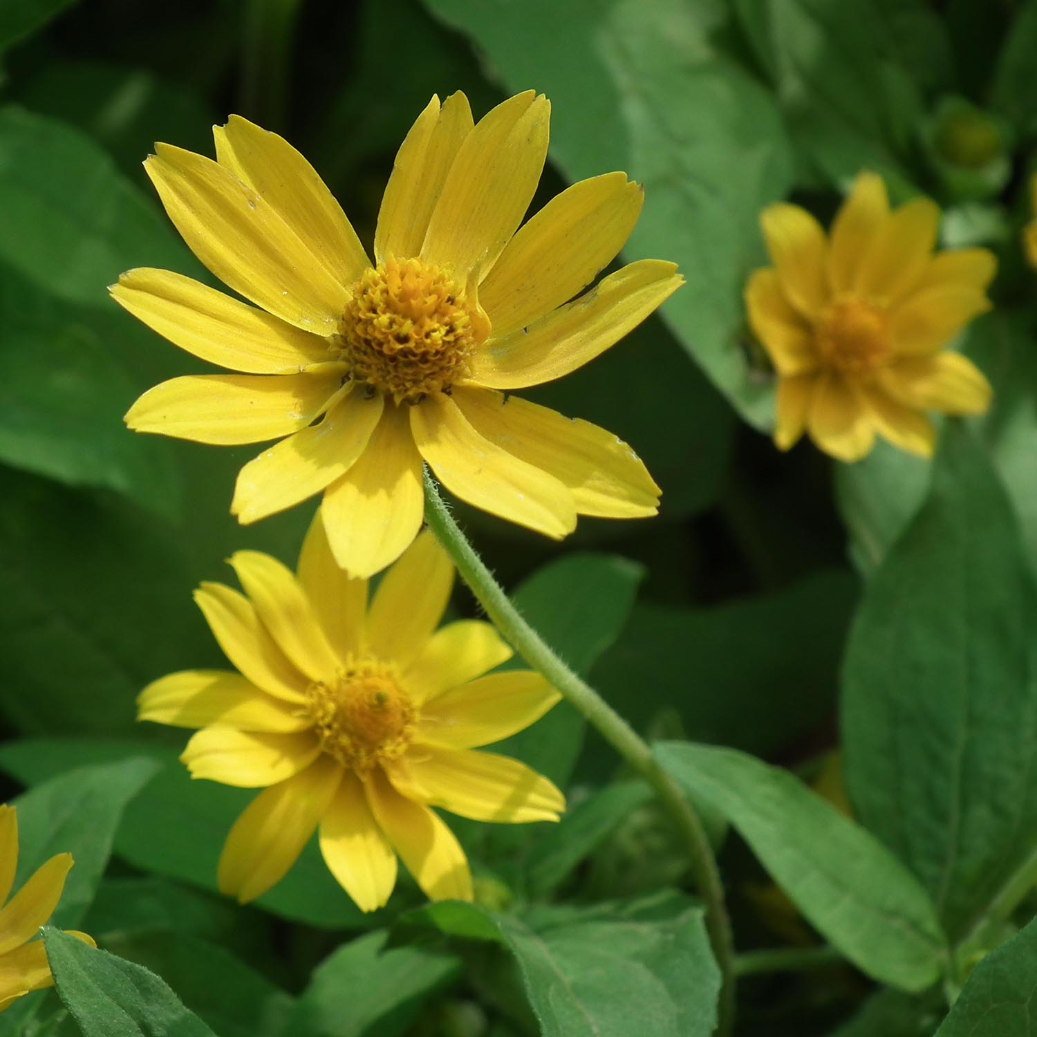 Helianthus perene, girassol perene: plantação, cultivo, manutenção