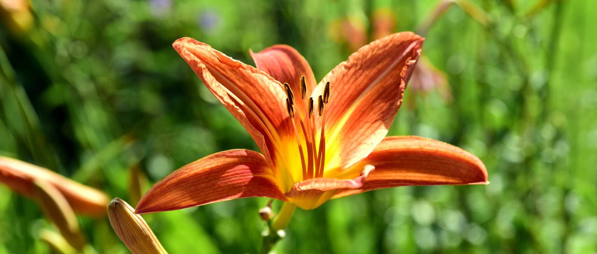 20 plantas perenes duráveis, de vida muito longa