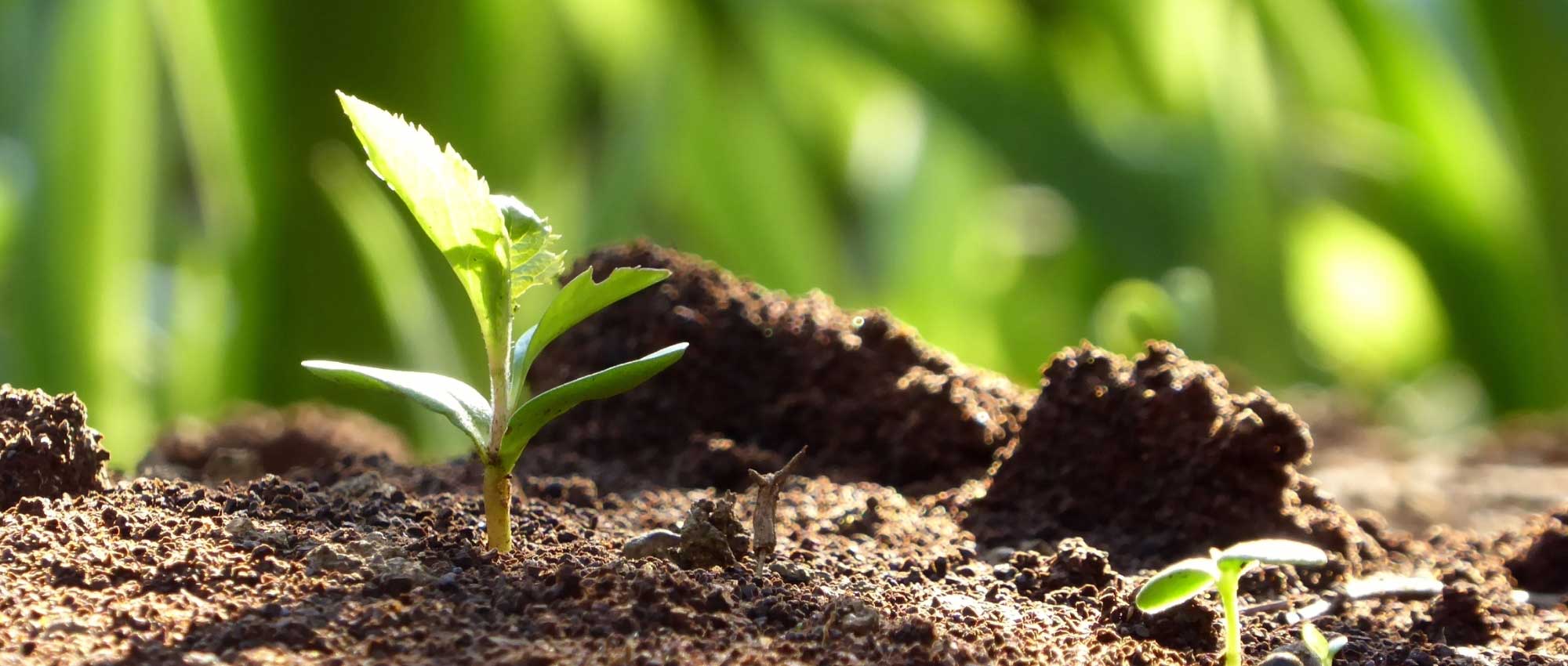 Semear plantas perenes com sucesso