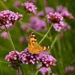 Verbena: plantar, podar e cuidar