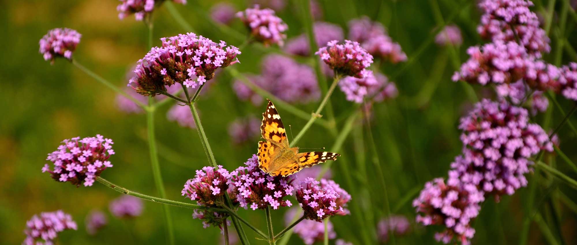 Verbena: plantar, podar e cuidar