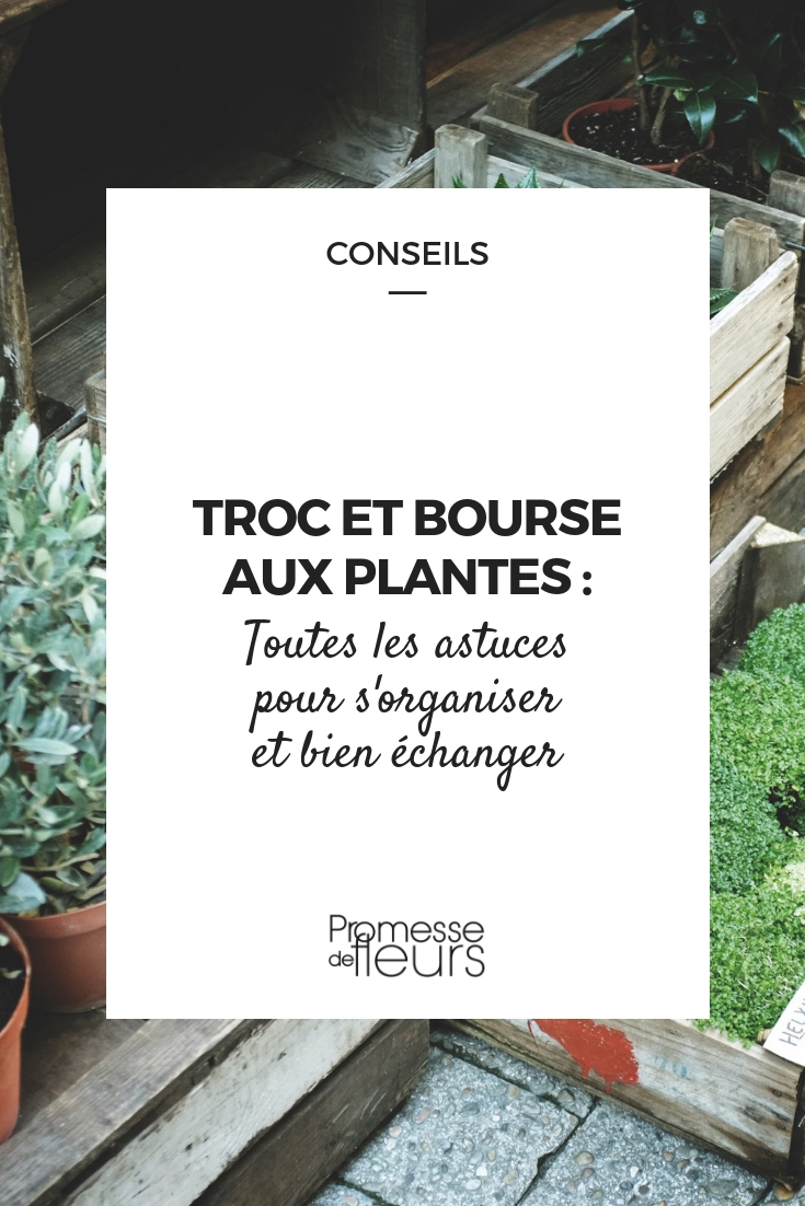 Troca de plantas, bolsas de plantas: como organizar-se para trocar bem