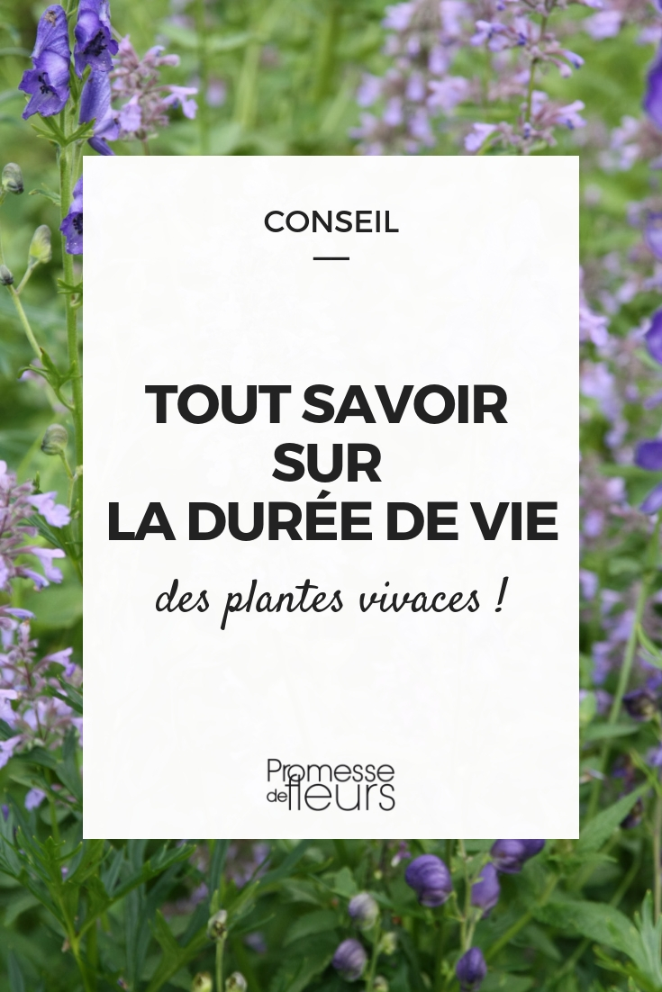 longevidade plantas perenes