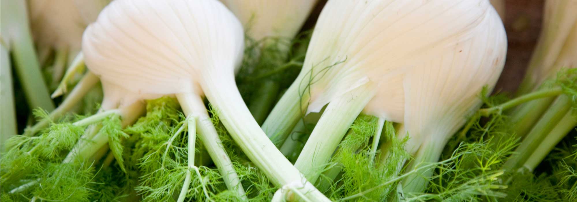 O funcho: sementeira, cultivo, manutenção e colheita