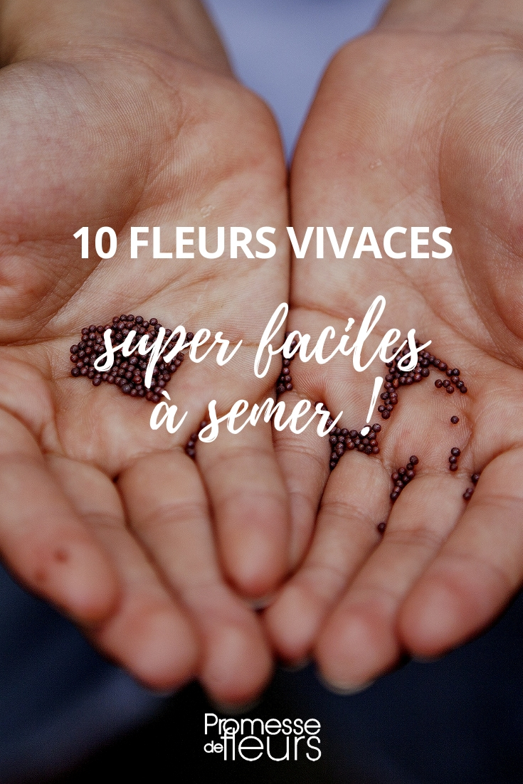 10 flores perenes fáceis de multiplicar por sementeira