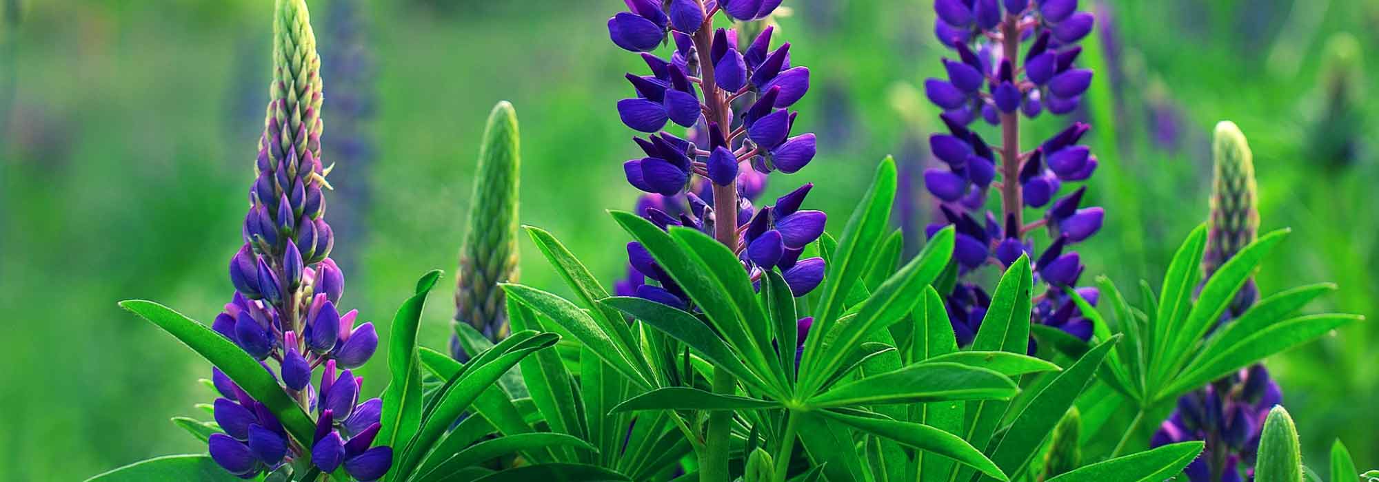 Tremoceiro: sementeira, plantação e cuidados