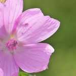Malva: sementeira, plantação, cultura