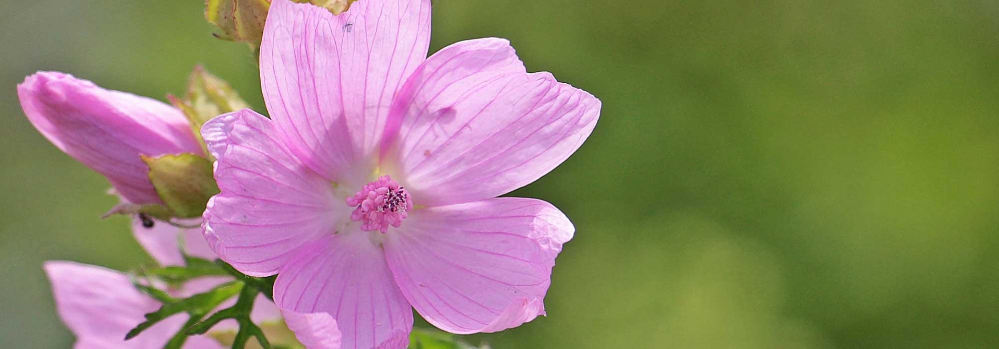 Malva: sementeira, plantação, cultura