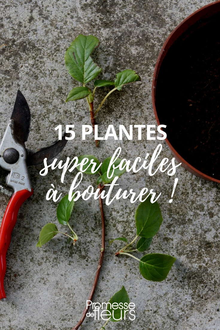 Estaquia: as plantas mais fáceis de multiplicar