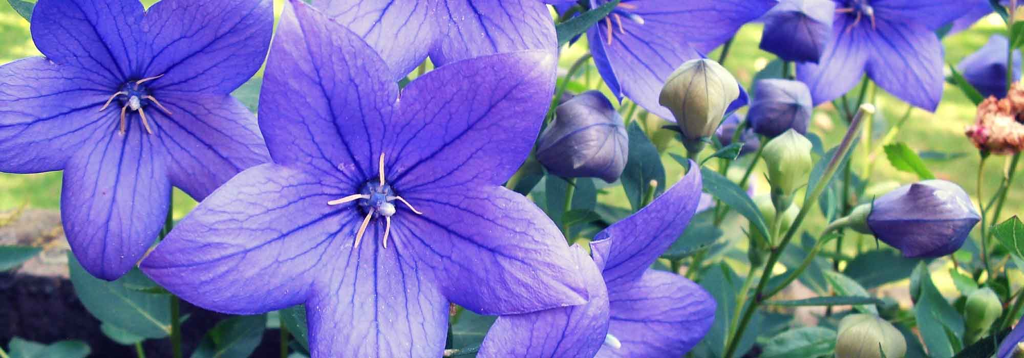Platycodon: plantação, cultivo e manutenção