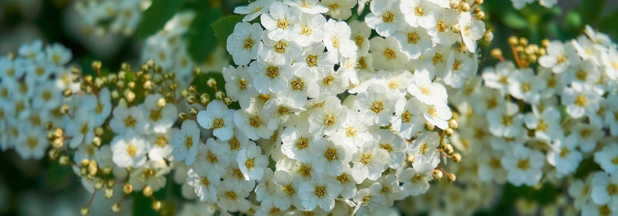 A poda dos arbustos de floração primaveril