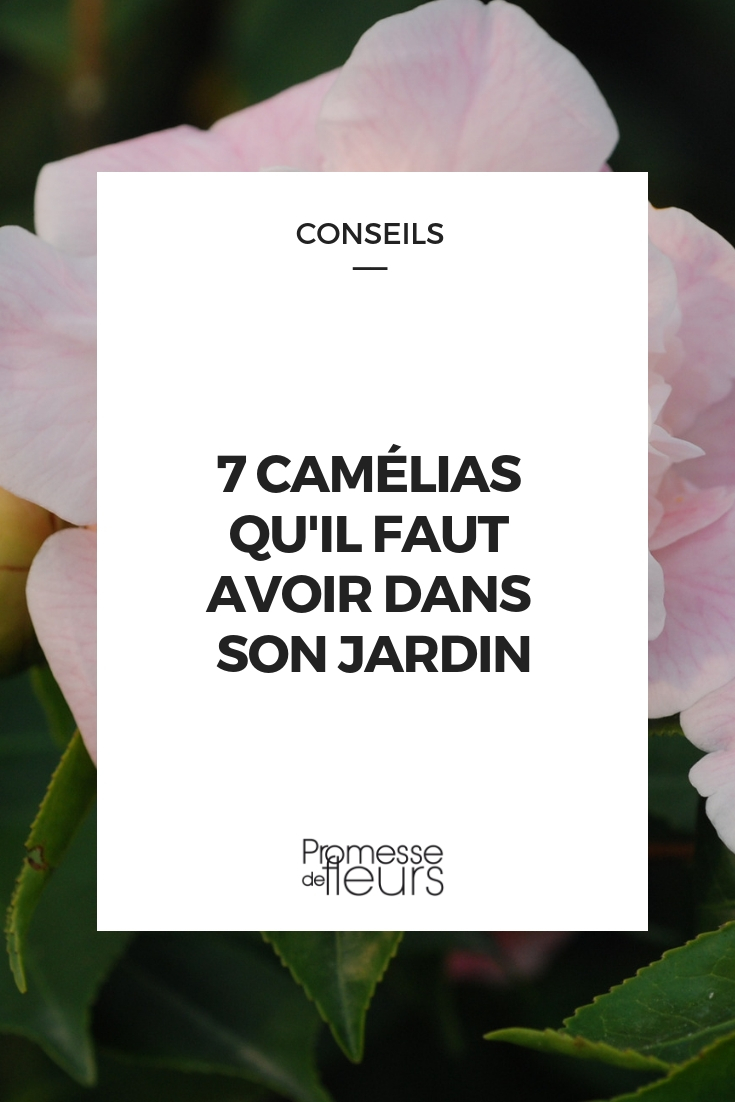 camélia