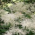 Aruncus, barba-de-cabra: plantar, cultivar e tratar