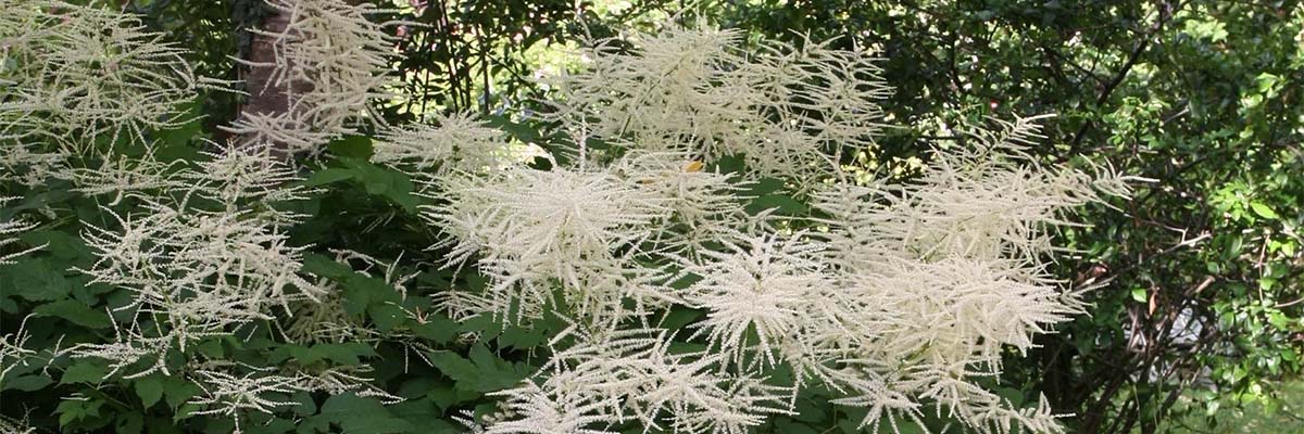 Aruncus, barba-de-cabra: plantar, cultivar e tratar