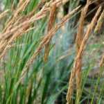Calamagrostis: plantar, cultivar e cuidar