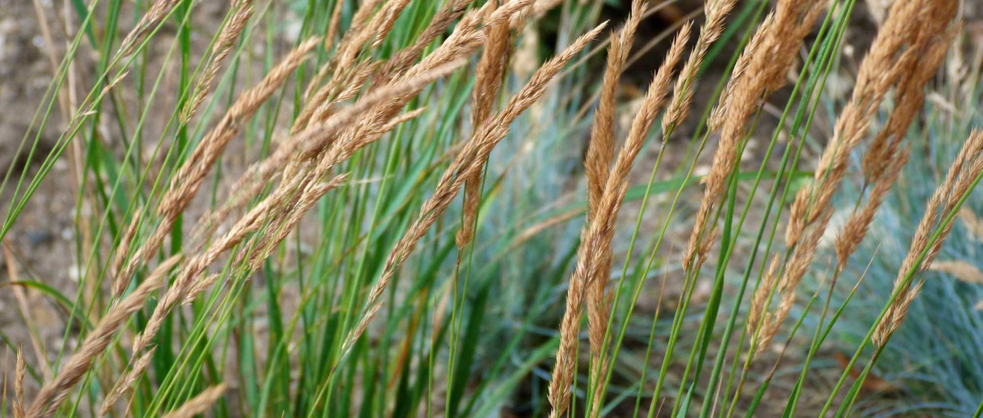 Calamagrostis: plantar, cultivar e cuidar