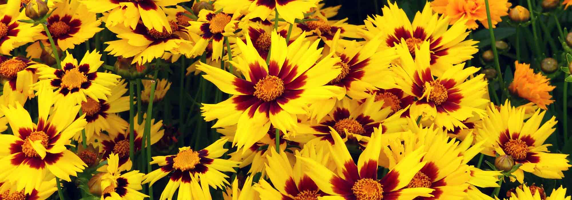 Coreópsis: semear, plantar, cultivar