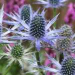 Eryngium, Cardo-azul: plantação, cultura e manutenção