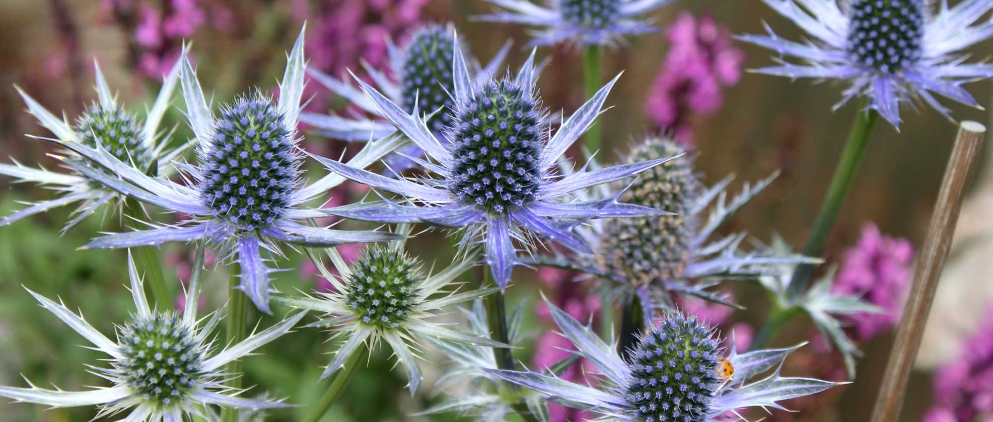 Eryngium, Cardo-azul: plantação, cultura e manutenção