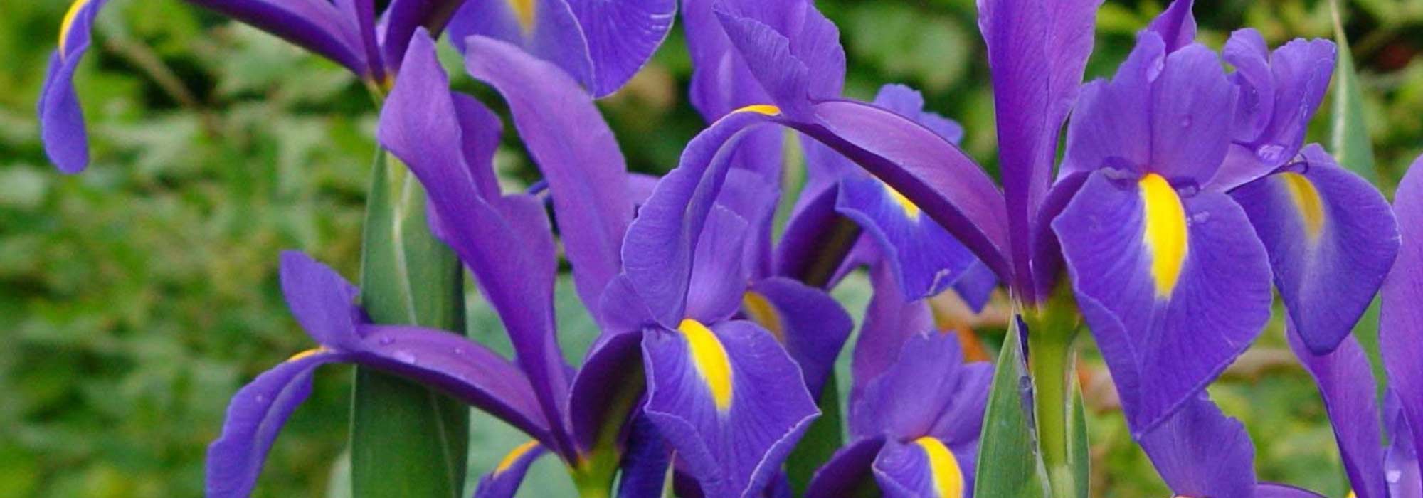 Íris holandesa: plantar, cultivar