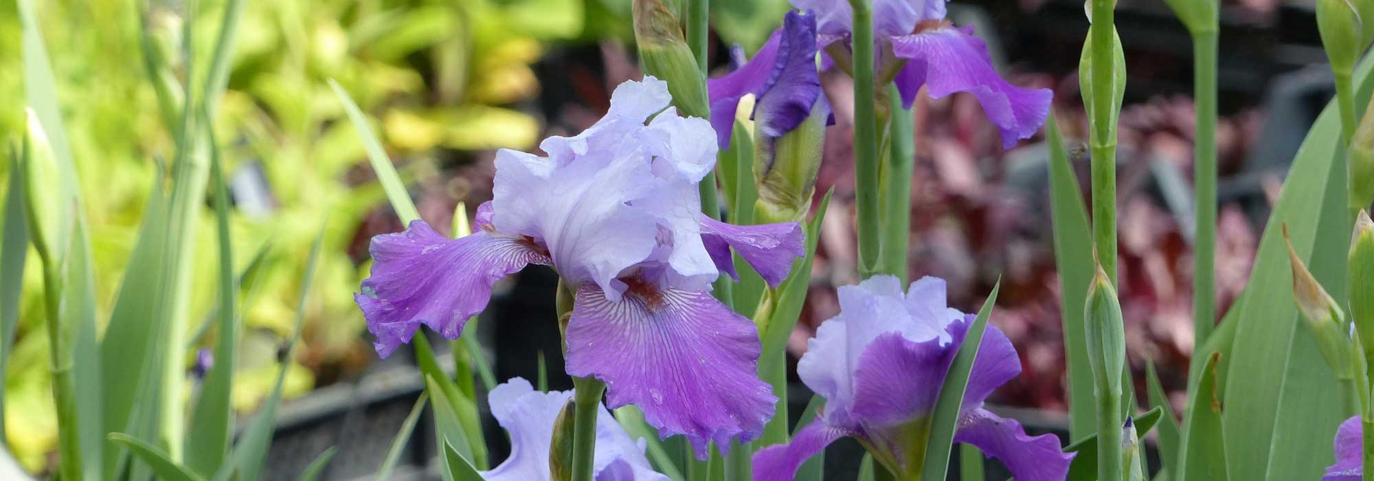 Iris alemã, íris barbada: plantação e manutenção